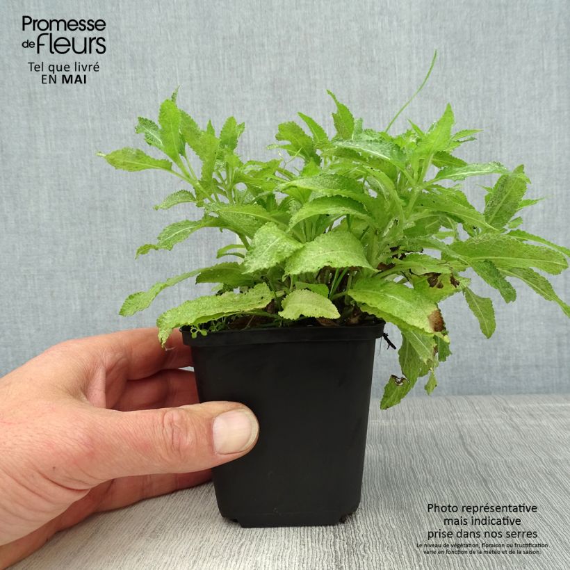 Exemplar von Salvia nemorosa Marcus - Steppen-Salbei Kleine Töpfe von 8/9 cm wie im Frühjahr geliefert