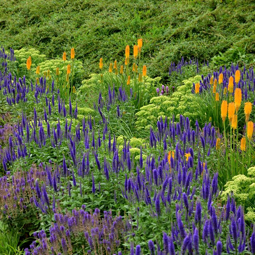 Salvia nemorosa Ostfriesland - Steppen-Salbei (Hafen)