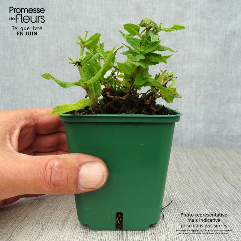 Exemplar von Salvia nemorosa Ostfriesland - Steppen-Salbei Kleine Töpfe von 8/9 cm wie im Sommer geliefert