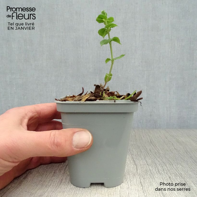 Exemplar von Salvia nemorosa Ostfriesland - Steppen-Salbei Kleine Töpfe von 8/9 cm wie im Winter geliefert