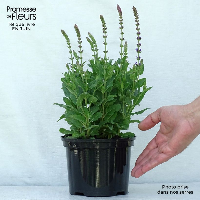 Exemplar von Salvia nemorosa Ostfriesland - Steppen-Salbei Topf mit 2L/3L wie im Sommer geliefert