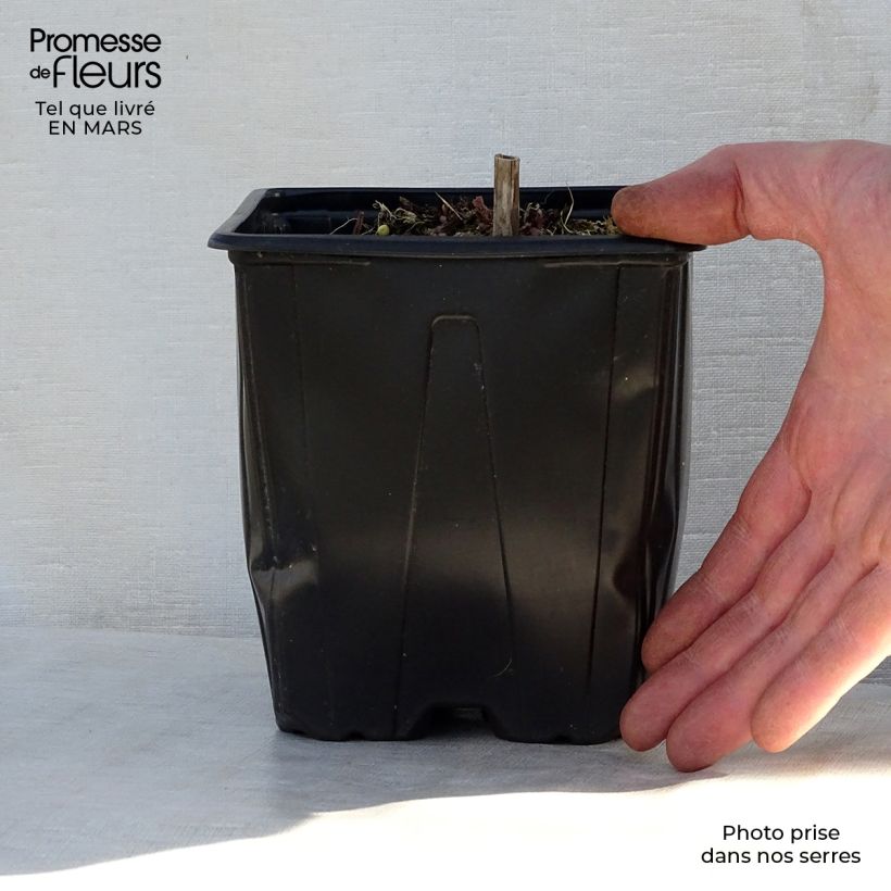 Exemplar von Salvia nemorosa Ostfriesland - Steppen-Salbei Topf mit 2L/3L wie im Frühjahr geliefert