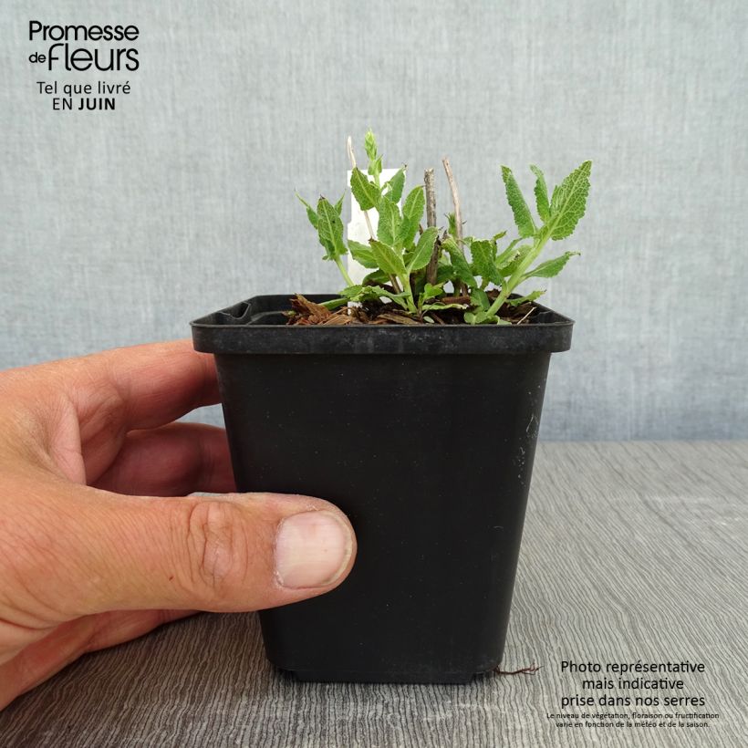 Exemplar von Salvia nemorosa Salute White - Steppen-Salbei Kleine Töpfe von 8/9 cm wie im Frühjahr geliefert