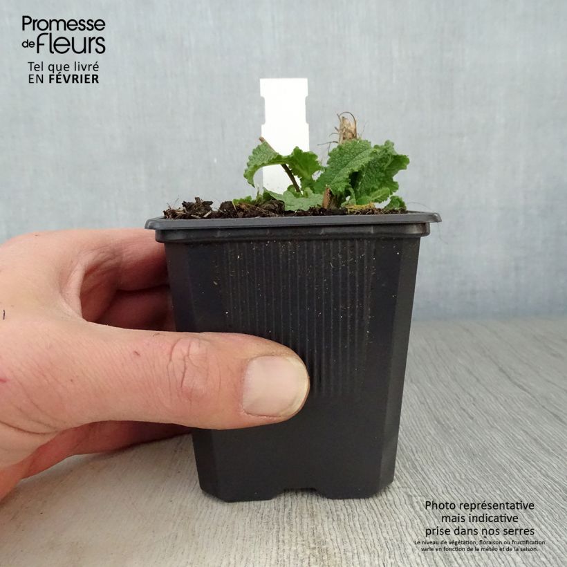 Exemplar von Salvia nemorosa Schneehügel - Steppen-Salbei Kleine Töpfe von 8/9 cm wie im Winter geliefert