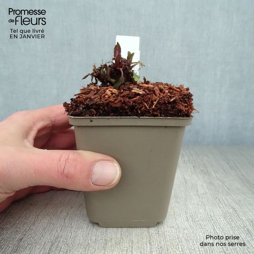 Exemplar von Salvia nemorosa Sensation Rose - Steppen-Salbei Kleine Töpfe von 8/9 cm wie im Winter geliefert