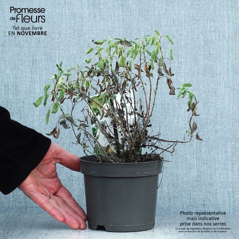 Exemplar von Echter Salbei Icterina - Salvia officinalis Topf mit 1,5L/2L wie im Herbst geliefert