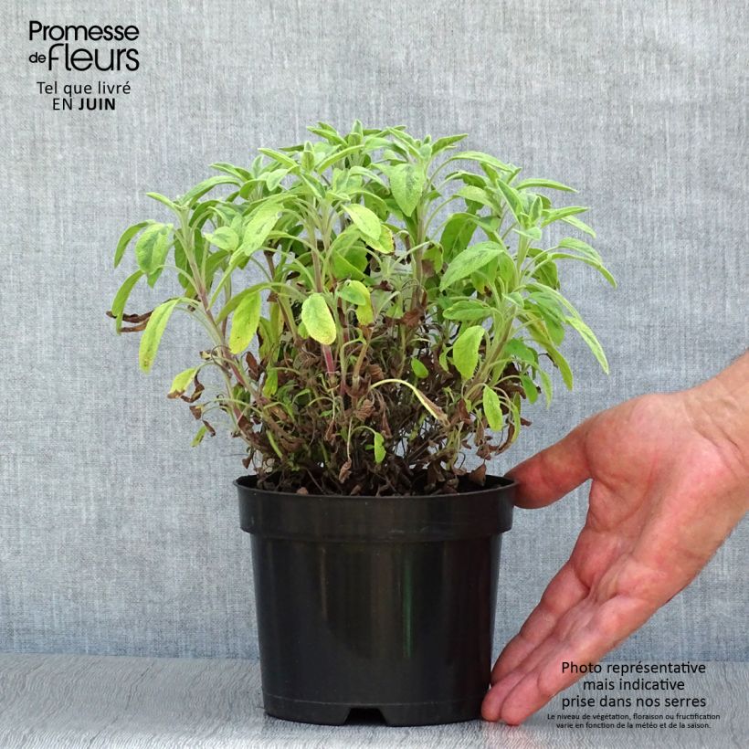 Exemplar von Echter Salbei Icterina - Salvia officinalis Topf mit 1,5L/2L wie im Sommer geliefert