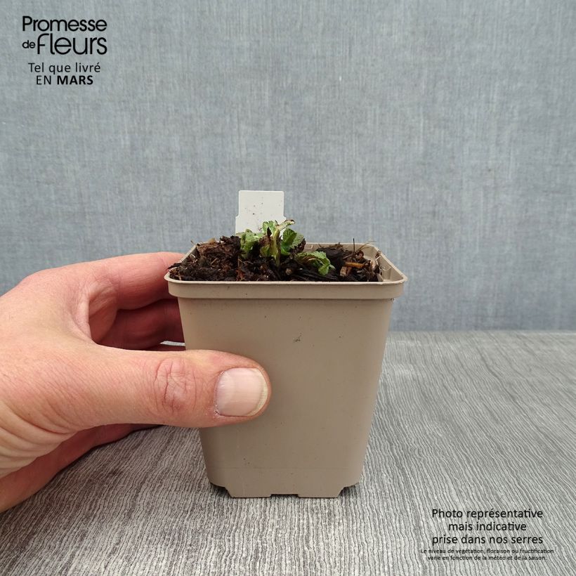 Exemplar von Salvia pratensis Eveline - Wiesensalbei Kleine Töpfe von 8/9 cm wie im Winter geliefert