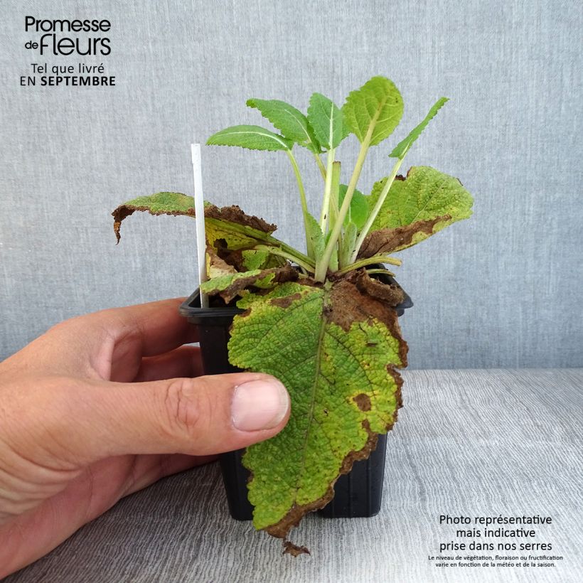 Exemplar von Salvia pratensis Madeline - Wiesensalbei Kleine Töpfe von 8/9 cm wie im Herbst geliefert