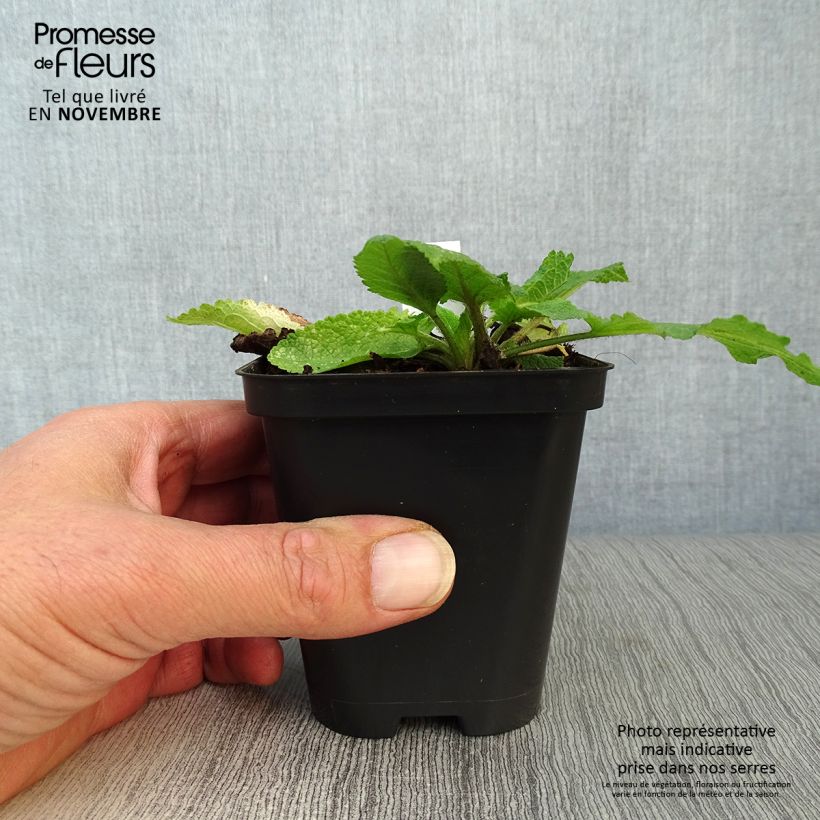 Exemplar von Salvia pratensis - Wiesensalbei Kleine Töpfe von 8/9 cm wie im Herbst geliefert