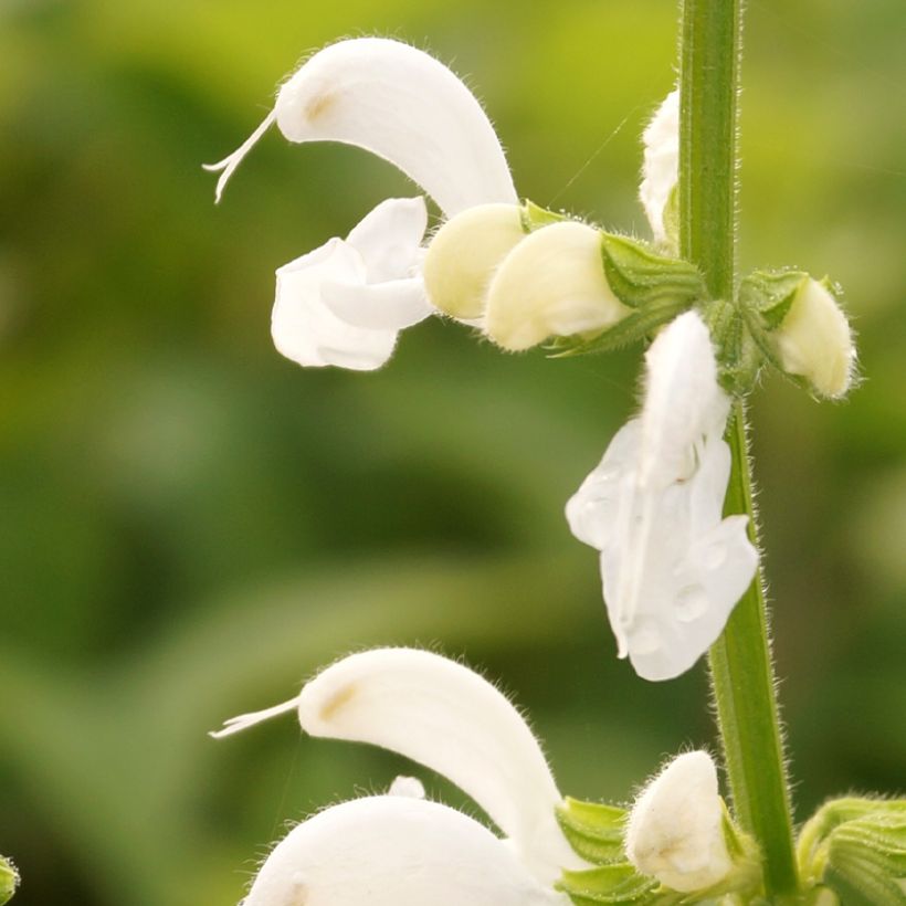 Salvia pratensis Swan Lake - Wiesensalbei (Blüte)