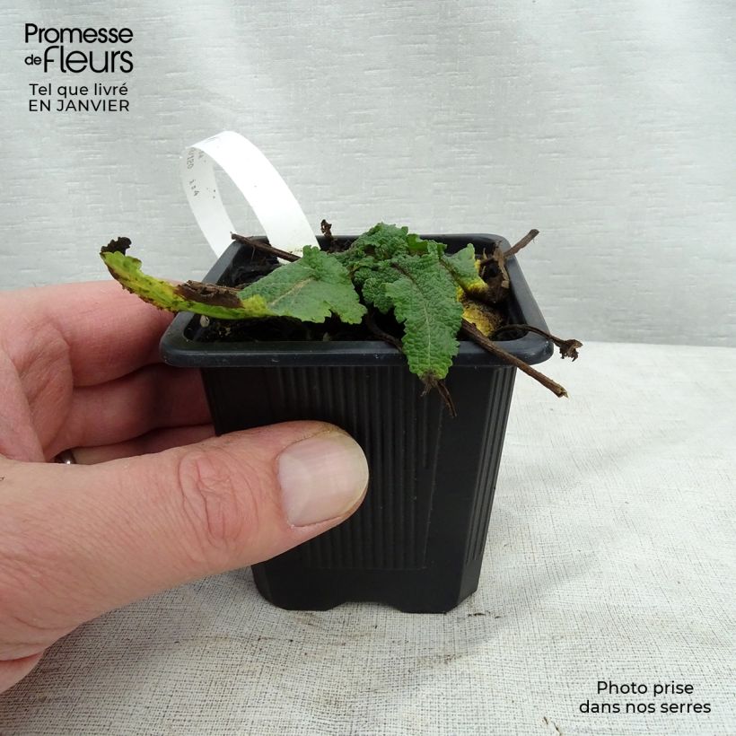 Exemplar von Salvia pratensis Sweet Esmeralda - Wiesensalbei Kleine Töpfe von 8/9 cm wie im Winter geliefert