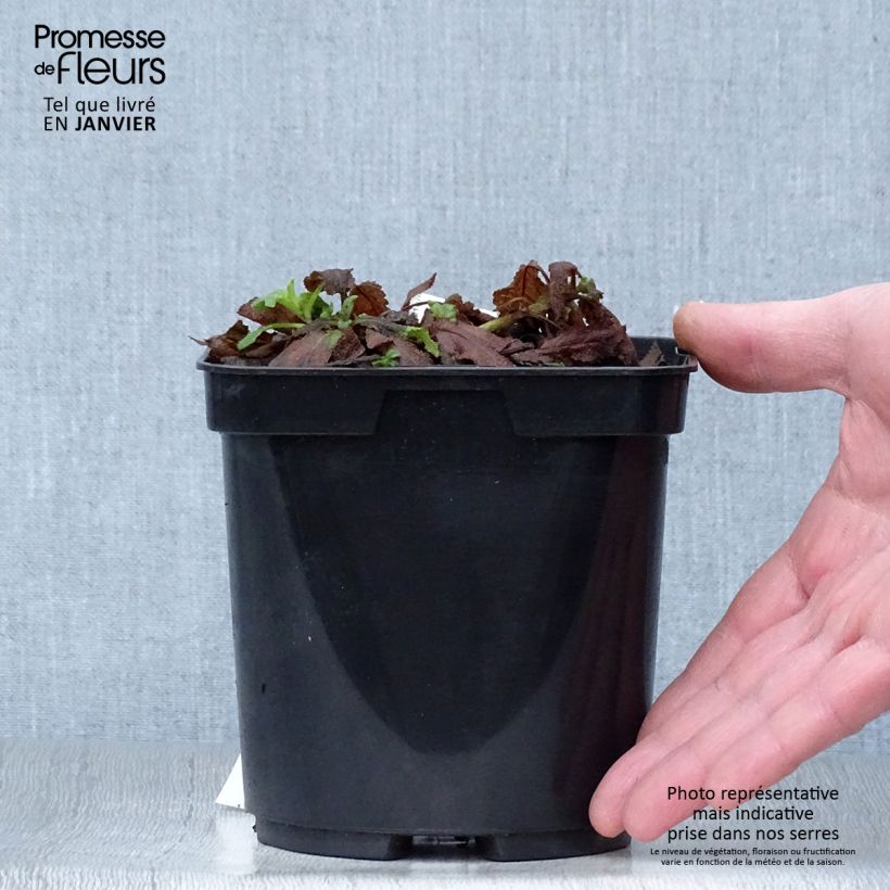 Exemplar von Salvia superba Reine Bleue - Ziersalbei Topf mit 2L/3L wie im Winter geliefert