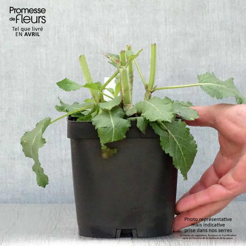 Exemplar von Salvia superba Reine Bleue - Ziersalbei Topf mit 2L/3L wie im Frühjahr geliefert