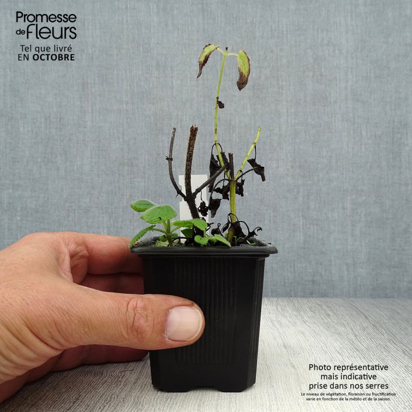 Exemplar von Salvia verticillata Hannay's Blue - Quirlblättriger Salbei Kleine Töpfe von 8/9 cm wie im Herbst geliefert
