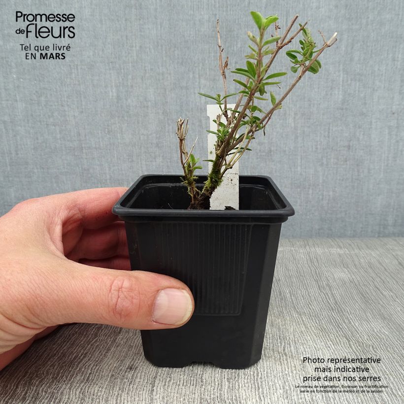 Exemplar von Salvia jamensis Delice Roselilac Kleine Töpfe von 8/9 cm wie im Winter geliefert