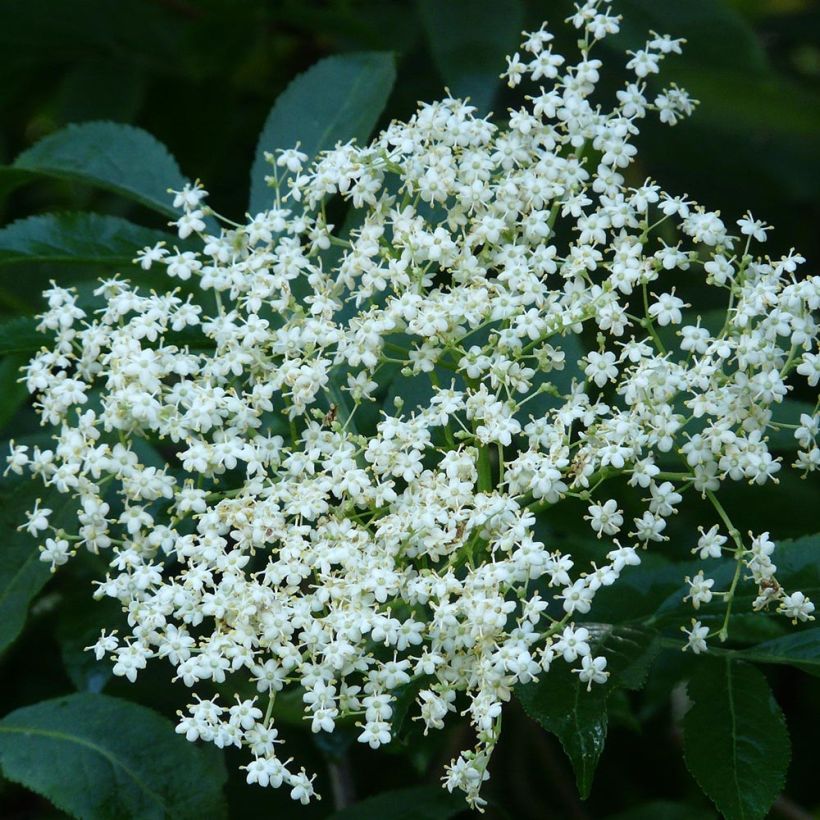 Sambucus nigra - Schwarzer Holunder (Blüte)