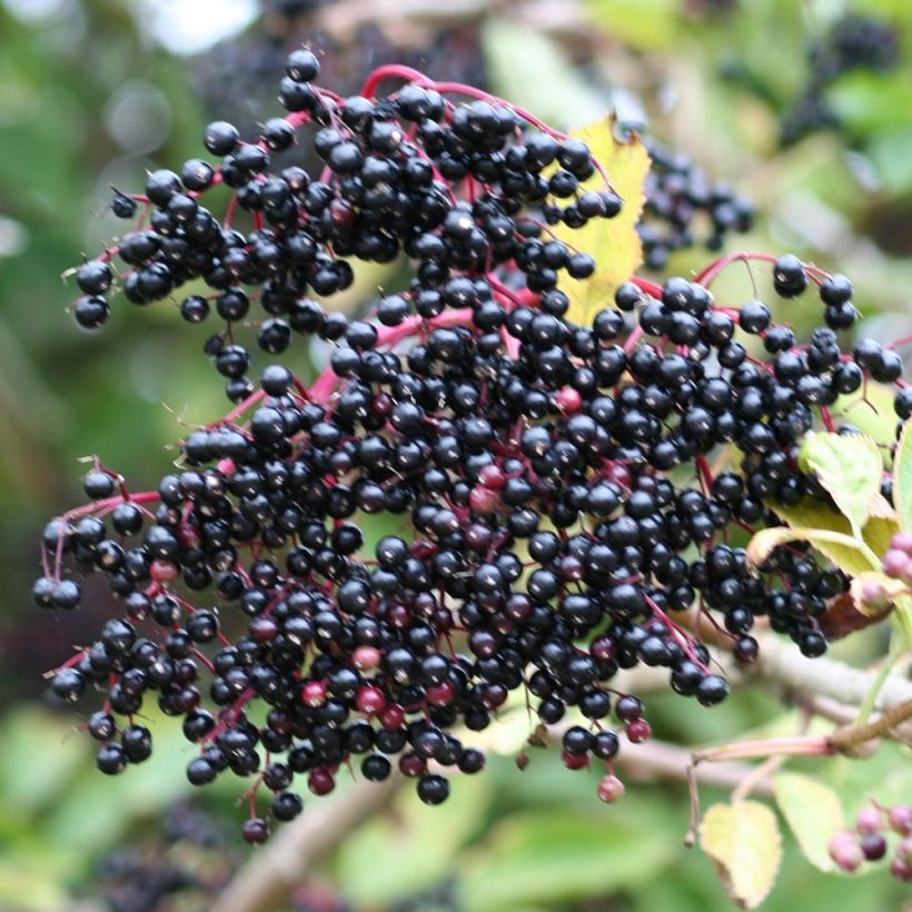 Sambucus nigra - Schwarzer Holunder (Ernte)