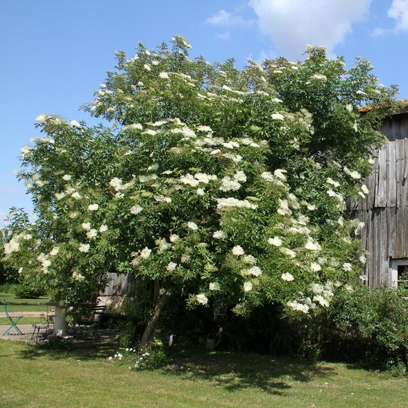 Sambucus nigra - Schwarzer Holunder (Hafen)