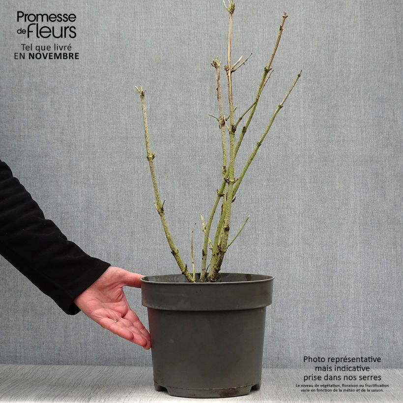 Exemplar von Schwarzer Holunder Golden Tower - Sambucus nigra Topf mit 7,5L/10L wie im Herbst geliefert