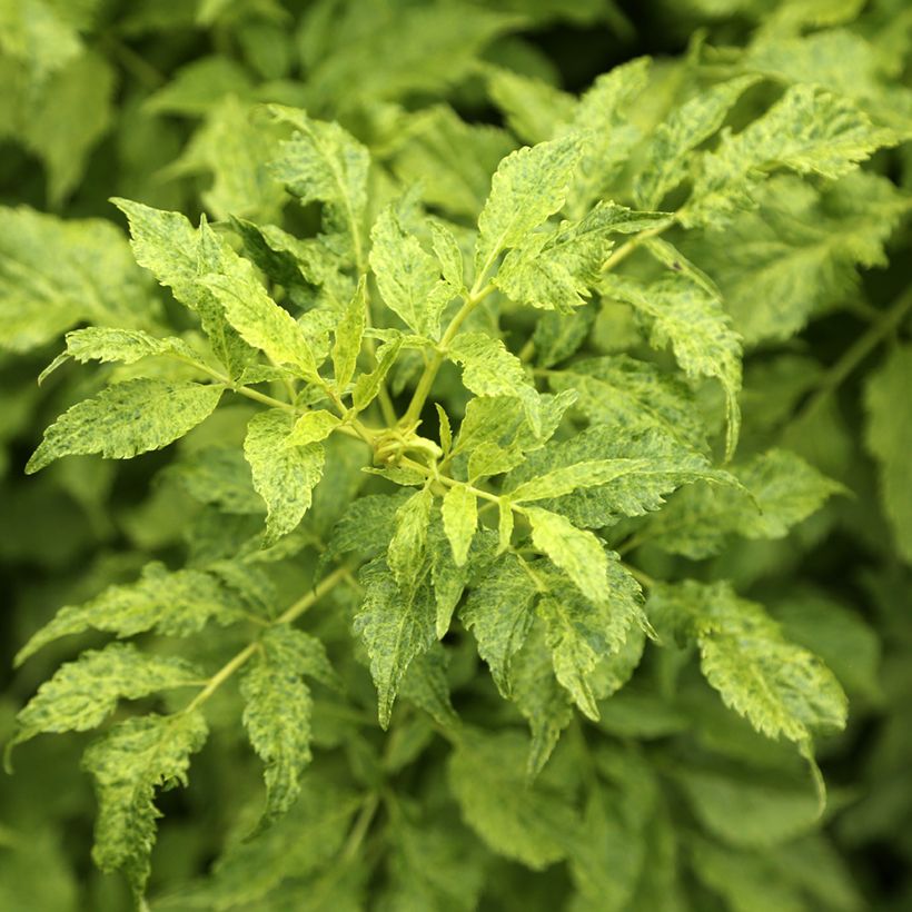 Schwarzer Holunder Luteovariegata - Sambucus nigra (Laub)