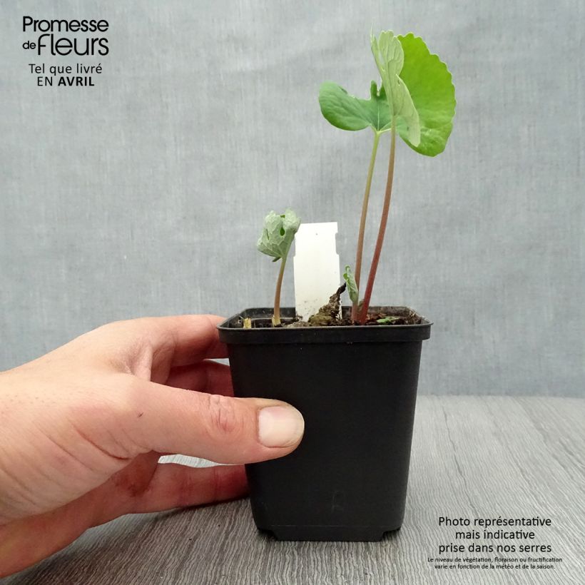 Exemplar von Sanguinaria canadensis - Blutwurz Kleine Töpfe von 8/9 cm wie im Frühjahr geliefert