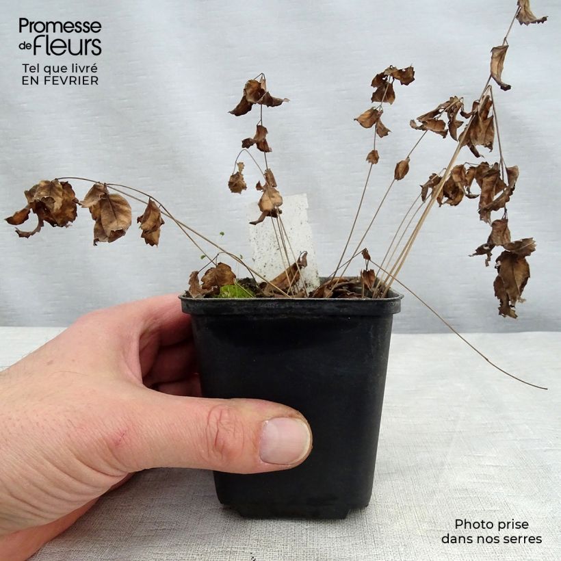 Exemplar von Zierlicher Wiesenknopf Cangshan Cranberry - Sanguisorba tenuifolia Kleine Töpfe von 8/9 cm wie im Winter geliefert