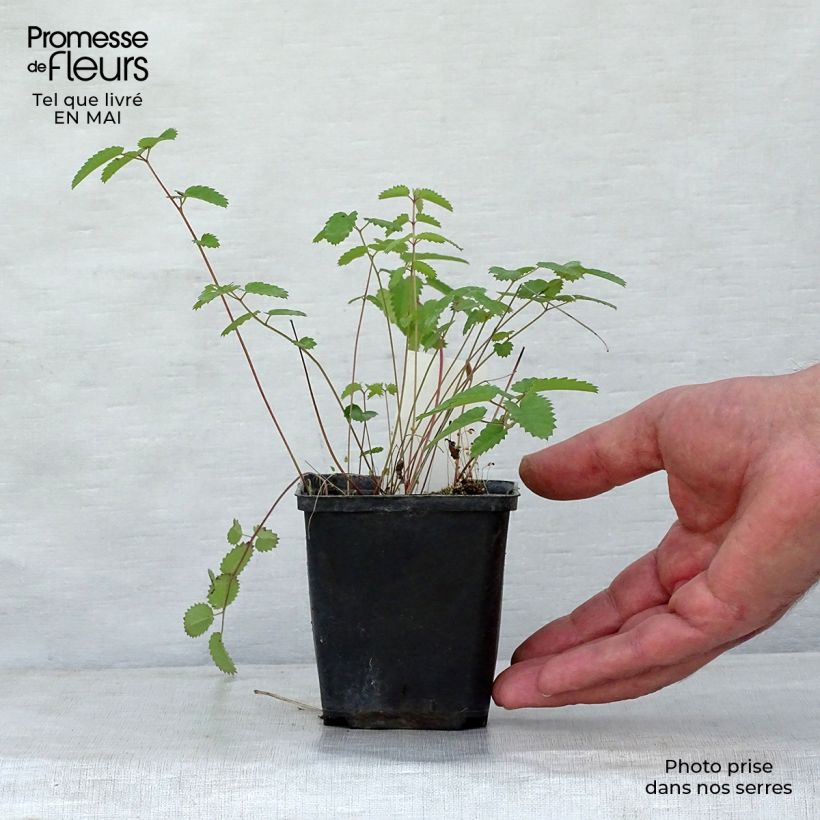 Exemplar von Zierlicher Wiesenknopf Cangshan Cranberry - Sanguisorba tenuifolia Kleine Töpfe von 8/9 cm wie im Frühjahr geliefert