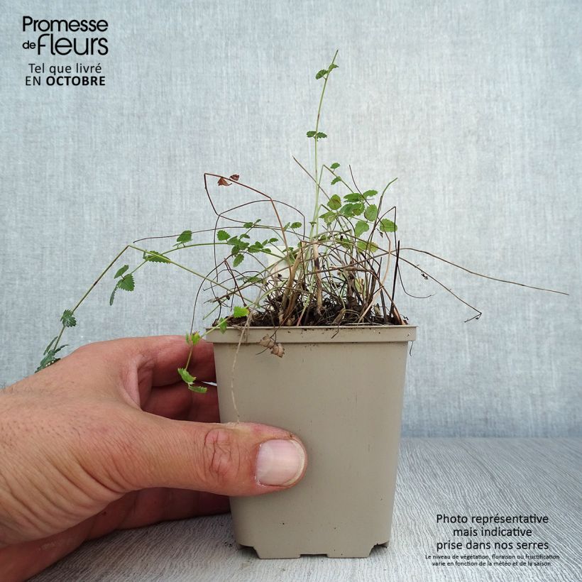 Exemplar von Großer Wiesenknopf Chocolate Tip - Sanguisorba officinalis Kleine Töpfe von 8/9 cm wie im Herbst geliefert