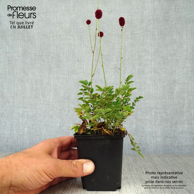 Exemplar von Wiesenknopf Proud Mary - Sanguisorba Kleine Töpfe von 8/9 cm wie im Sommer geliefert