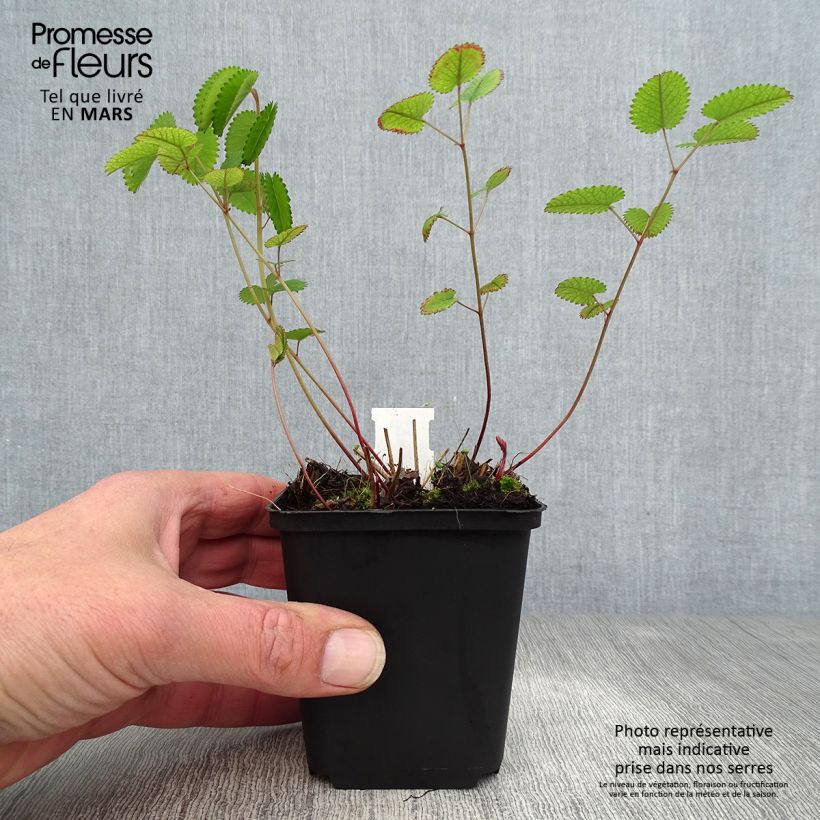 Exemplar von Großer Wiesenknopf Red Thunder - Sanguisorba officinalis Kleine Töpfe von 8/9 cm wie im Frühjahr geliefert