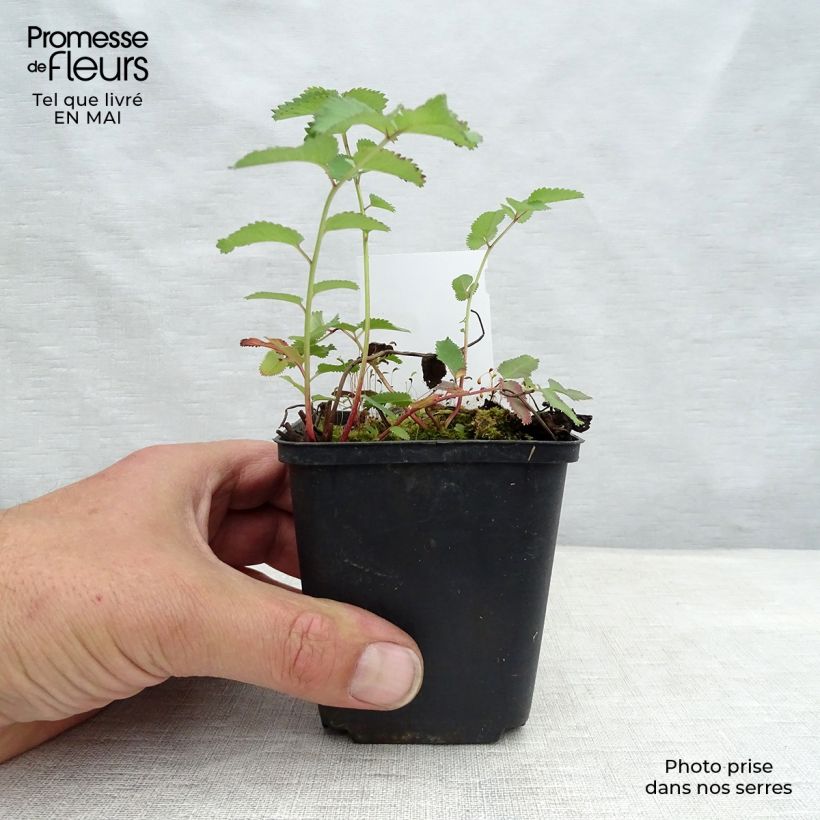 Exemplar von Kanadischer Wiesenknopf - Sanguisorba canadensis Kleine Töpfe von 8/9 cm wie im Frühjahr geliefert