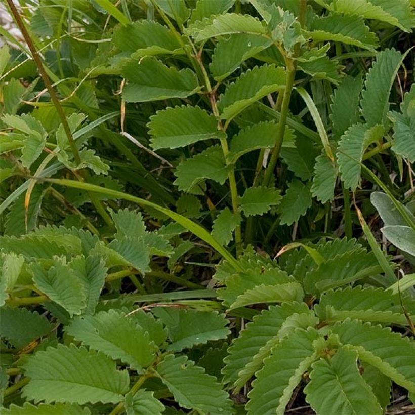 Koreanischer Wiesenknopf - Sanguisorba hakusanensis (Laub)