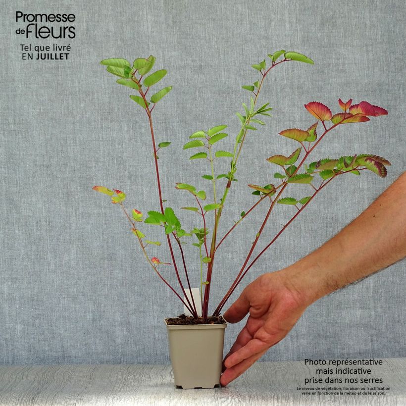 Exemplar von Koreanischer Wiesenknopf Pink Brushes - Sanguisorba hakusanensis Kleine Töpfe von 8/9 cm wie im Sommer geliefert