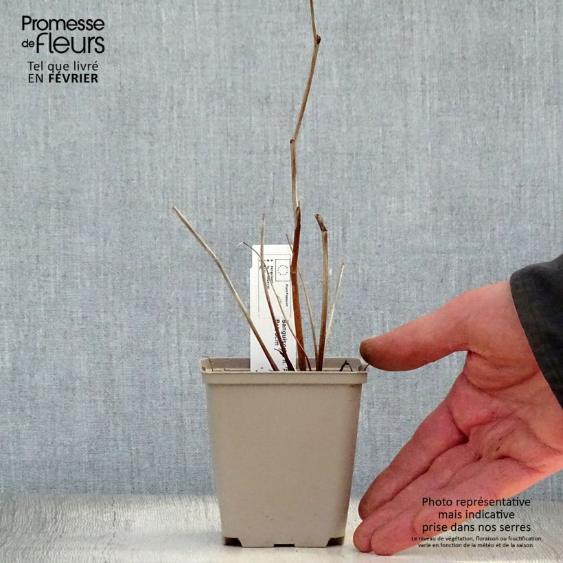 Exemplar von Koreanischer Wiesenknopf Pink Brushes - Sanguisorba hakusanensis Kleine Töpfe von 8/9 cm wie im Winter geliefert