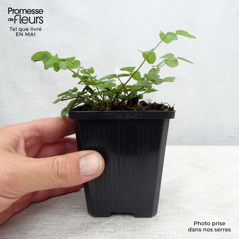 Exemplar von Wiesenknopf - Sanguisorba menziesii Kleine Töpfe von 8/9 cm wie im Frühjahr geliefert