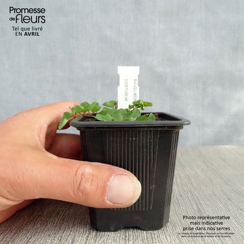 Exemplar von Japanischer Wiesenknopf - Sanguisorba obtusa Kleine Töpfe von 8/9 cm wie im Frühjahr geliefert