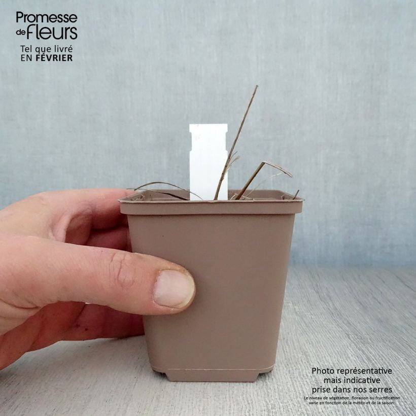 Exemplar von Großer Wiesenknopf Arnhem - Sanguisorba officinalis Kleine Töpfe von 8/9 cm wie im Winter geliefert