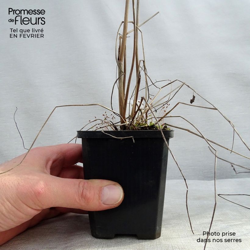 Exemplar von Großer Wiesenknopf Morning Select - Sanguisorba officinalis Kleine Töpfe von 8/9 cm wie im Winter geliefert