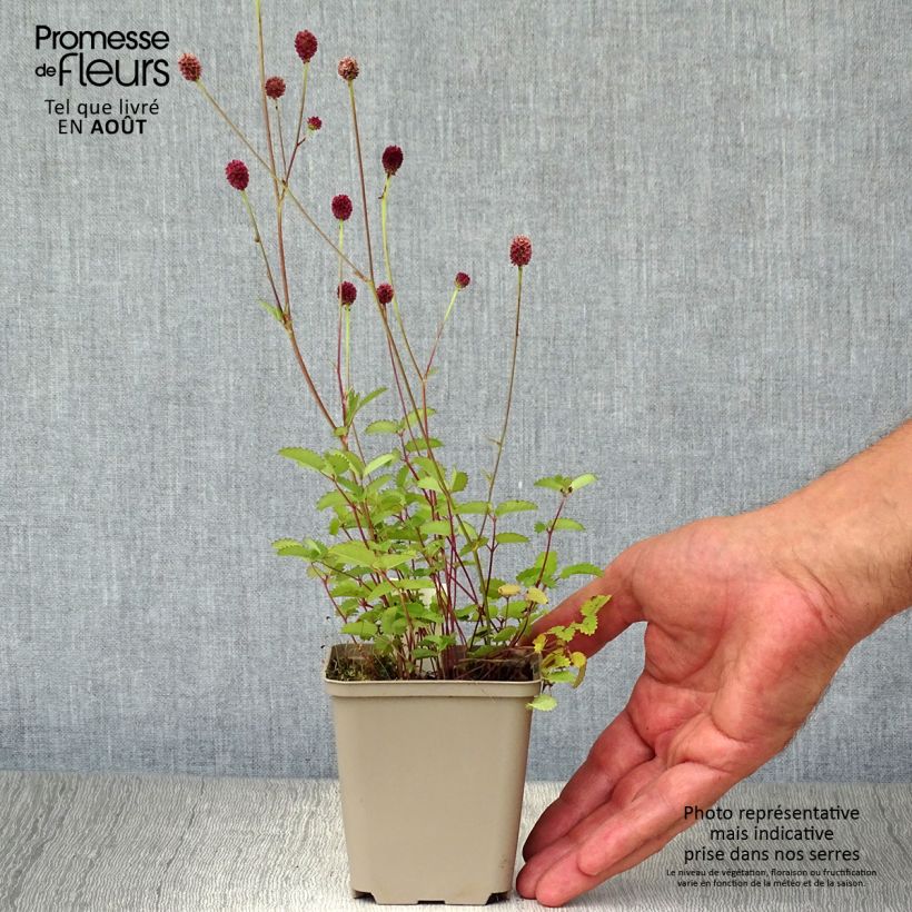 Exemplar von Großer Wiesenknopf Tanna - Sanguisorba officinalis Kleine Töpfe von 8/9 cm wie im Sommer geliefert