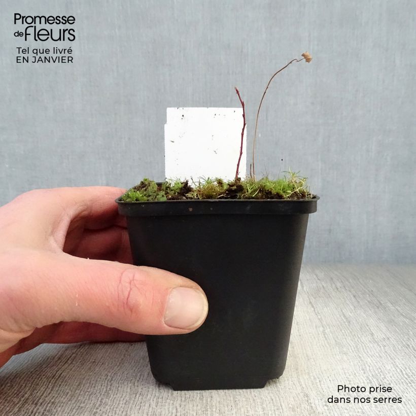 Exemplar von Zierlicher Wiesenknopf Alba - Sanguisorba tenuifolia Kleine Töpfe von 8/9 cm wie im Winter geliefert