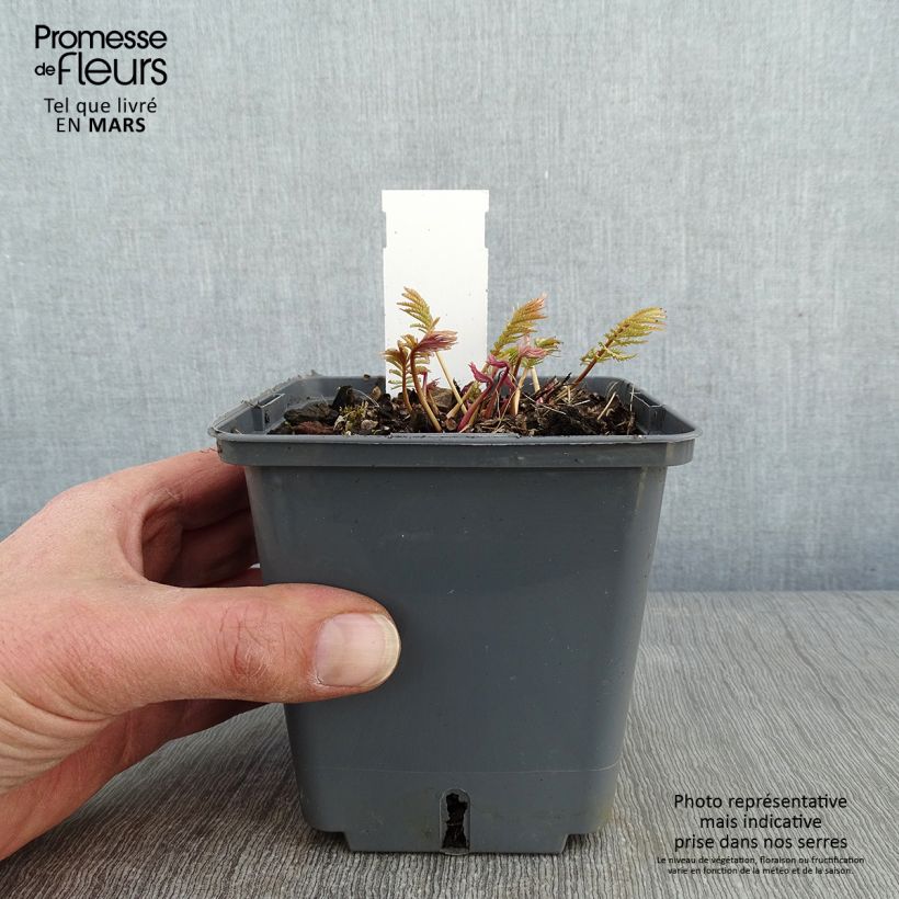 Exemplar von Zierlicher Wiesenknopf Alba - Sanguisorba tenuifolia Topf mit 1L/1,5L wie im Winter geliefert