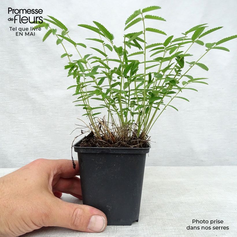 Exemplar von Zierlicher Wiesenknopf Pink Elephant - Sanguisorba tenuifolia Kleine Töpfe von 8/9 cm wie im Frühjahr geliefert