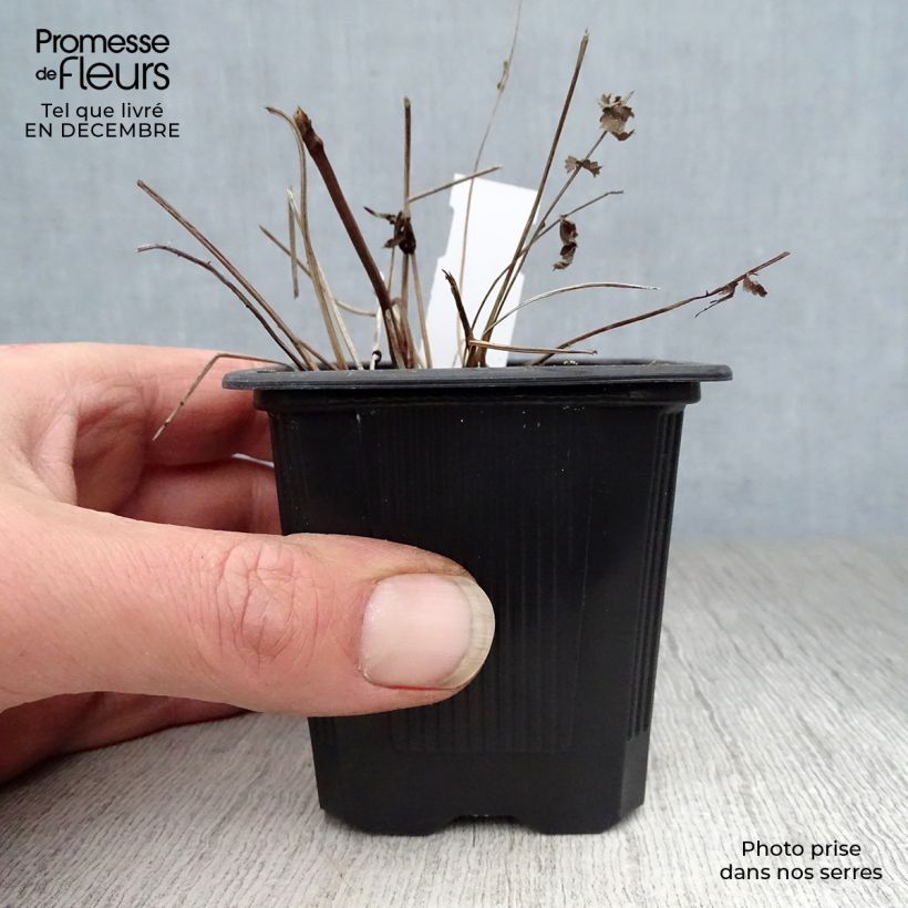 Exemplar von Zierlicher Wiesenknopf Pink Elephant - Sanguisorba tenuifolia Kleine Töpfe von 8/9 cm wie im Winter geliefert