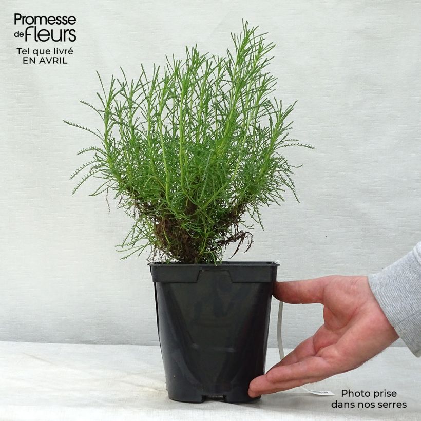 Exemplar von Santolina virens - Olivenkraut Topf mit 1,5L/2L wie im Frühjahr geliefert