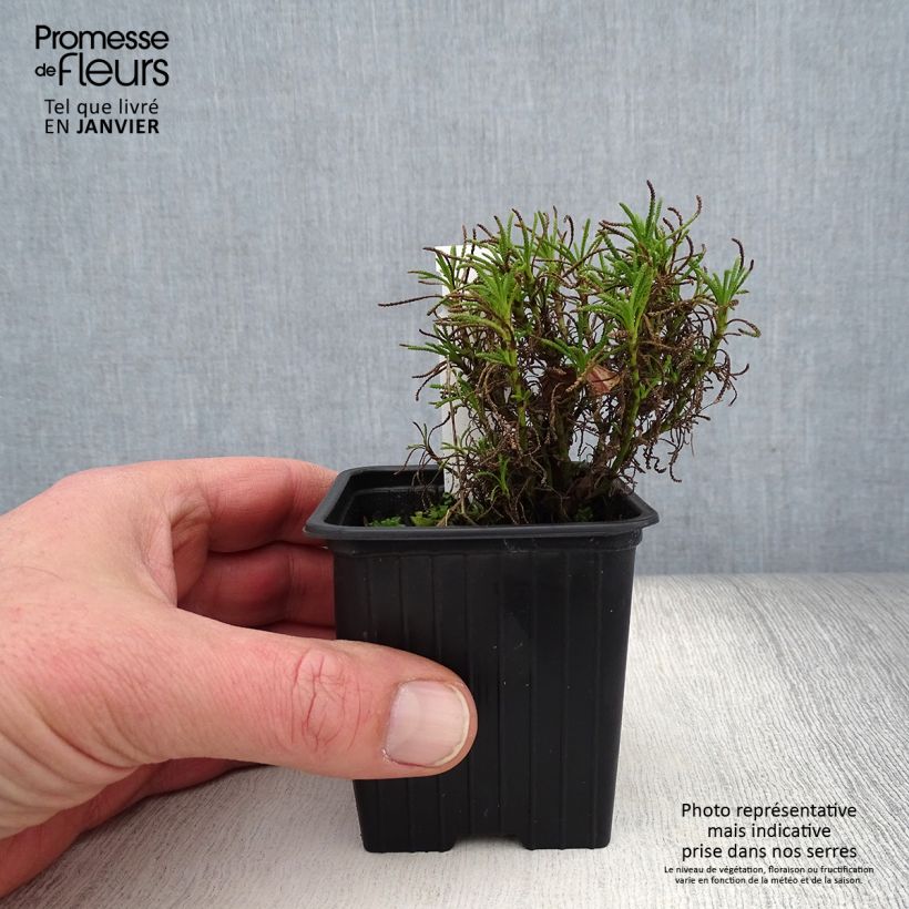 Exemplar von Santolina virens - Olivenkraut Kleine Töpfe von 8/9 cm wie im Winter geliefert