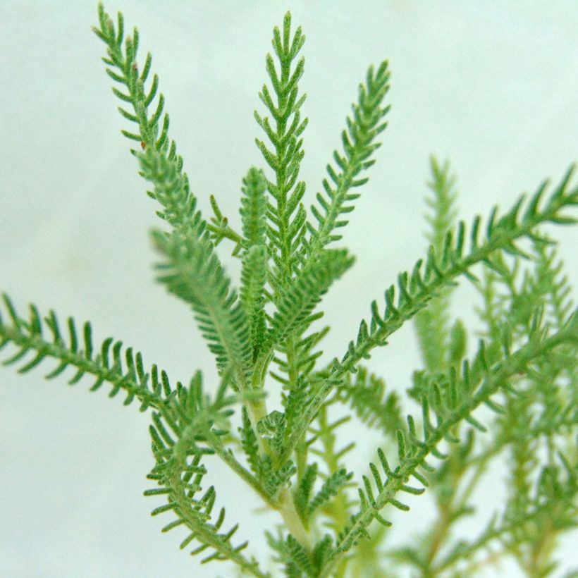 Santolina pinnata subsp neapolitana Edward Bowles - Silbriges Heiligenkraut (Laub)