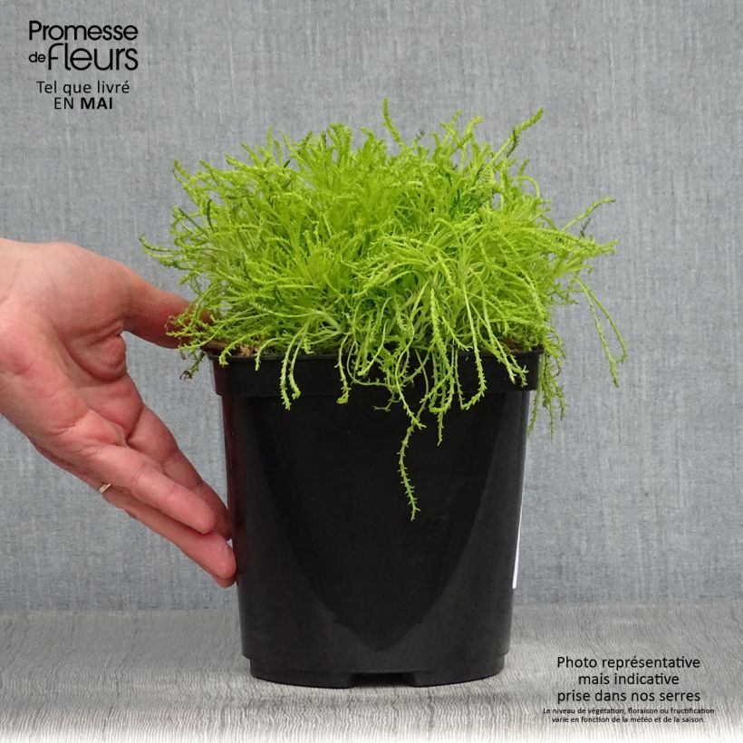 Exemplar von Santolina virens Lemon Fizz - Olivenkraut Topf mit 2L/3L wie im Frühjahr geliefert