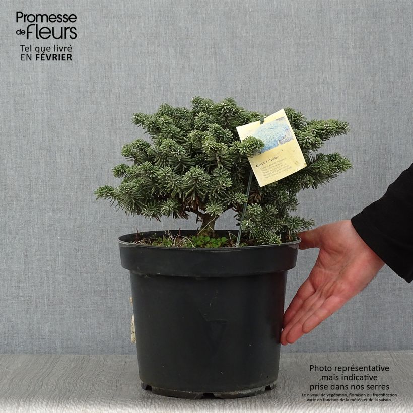 Exemplar von Abies koreana Tundra - Koreanische Tanne Stück wie im Winter geliefert