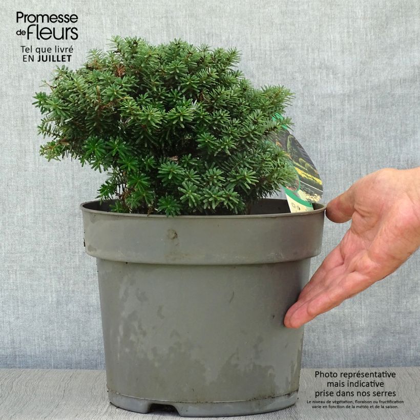 Exemplar von Abies koreana Cis - Koreanische Tanne Topf mit 7,5L/10L wie im Sommer geliefert